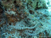 Schultz's pipefish