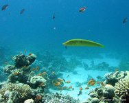 Cigar wrasse