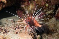 Clearfin lionfish