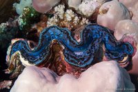 Giant clam