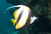 Red sea bannerfish