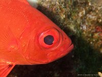 Common bigeye
