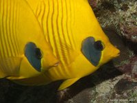 Masked butterflyfish