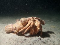 Anemoondrager
