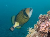 Titan triggerfish