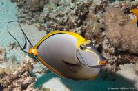 Orangespine unicornfish