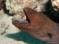 Giant moray