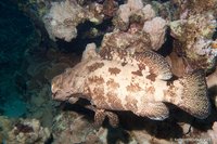 Brown-marbled grouper