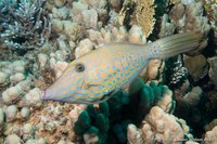 Scrawled filefish