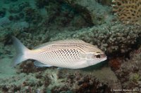 Arabische pseudosnapper