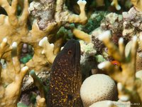 Geelrandmurene