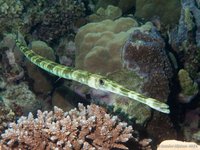 Cornetfish