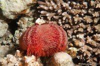 Parsons hat sea urchin