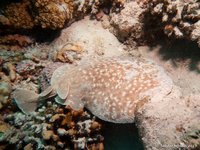 Leopard torpedo ray