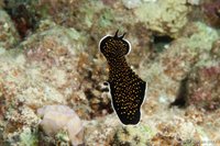 Geelvlek platworm