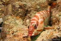 Blacktip grouper