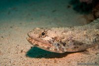Reef lizardfish