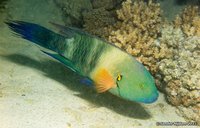 Broomtail wrasse