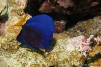 Yellowtail tang