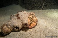 Anemone carrier