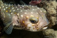 Yellowspotted burrfish