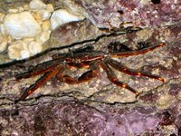 Nimble spray crab