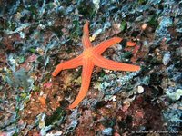 Orange starfish