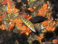 Mediterranean chromis