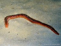 Bearded fireworm