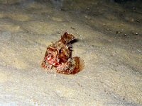 Brown scorpionfish