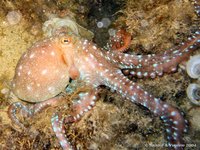 White-spotted octopus