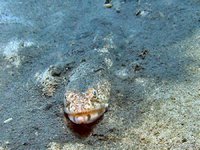Atlantic lizardfish