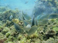 Goudgestreepte zeebrasems