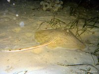 Undulate ray