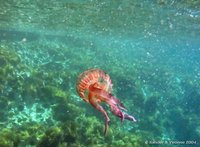 Compass jellyfish