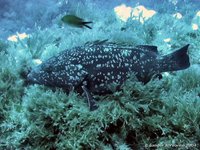 Dusky grouper