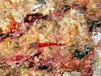 Small red triplefin