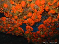 Orange coral