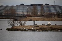 Tjörnin en het stadhuis