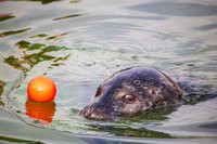 Gewone zeehond in de dierentuin