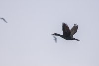 Aalscholver in de vlucht