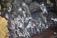 Vogelrots Þúfubjarg