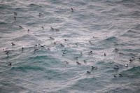Zeevogels op zee
