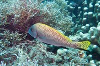 Indonesische diklipvis