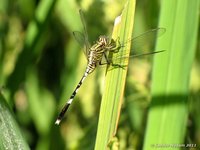 Slender skimmer