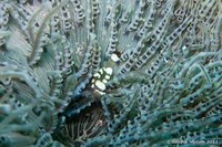 Leerachtige zeeanemoon