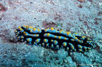 Sky-blue phyllidia