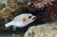 Black-spotted puffer