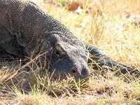 Komodovaraan