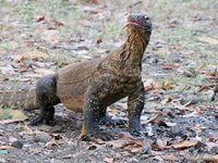 Komodo Dragon